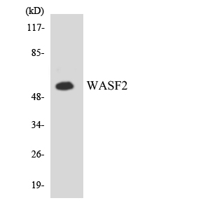 WASF2 / SCAR2 Antibody - Western blot analysis of the lysates from K562 cells using WASF2 antibody.
