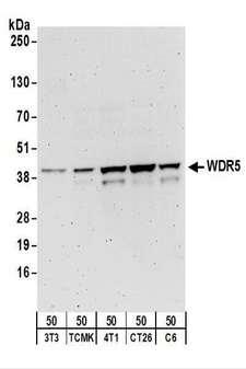 WDR5 Antibody - Detection of Mouse and Rat WDR5 by Western Blot. Samples: Whole cell lysate (50 ug) from NIH3T3, TCMK-1, 4T1, CT26.WT, and rat C6 cells. Antibodies: Affinity purified rabbit anti-WDR5 antibody used for WB at 0.1 ug/ml. Detection: Chemiluminescence with an exposure time of 3 minutes.