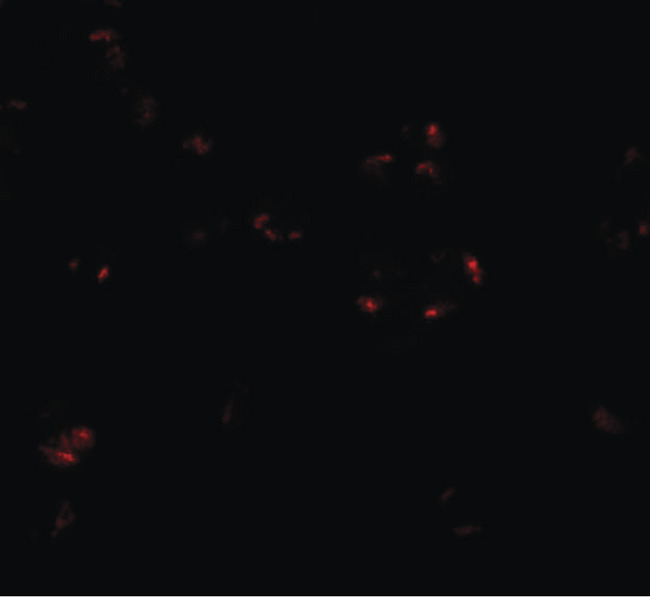 WDR5 Antibody - Immunofluorescence of WDR5 in 293 cells with WDR5 antibody at 20 ug/ml.