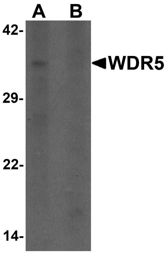 WDR5 Antibody - Western blot analysis of WDR5 in 293 cell lysate with WDR5 antibody at 1 ug/ml in (A) the absence and (B) the presence of blocking peptide.