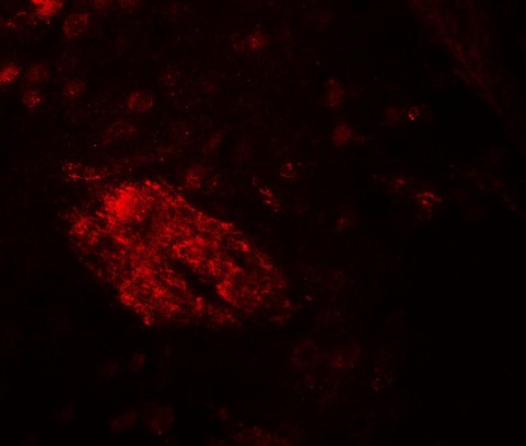 WDR61 Antibody - Immunofluorescence of WDR61 in mouse brain tissue with WDR61 antibody at 20 ug/ml.