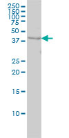 WDR77 / MEP50 Antibody - WDR77 monoclonal antibody (M01), clone 3F10 Western blot of WDR77 expression in HeLa.