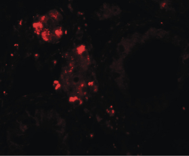 WDR92 Antibody - Immunofluorescence of WDR92 in human testis tissue with WDR92 antibody at 20 ug/ml.