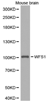 WFS1 Antibody - Western blot analysis of extracts of mouse brain cell lines, using WFS1 antibody.