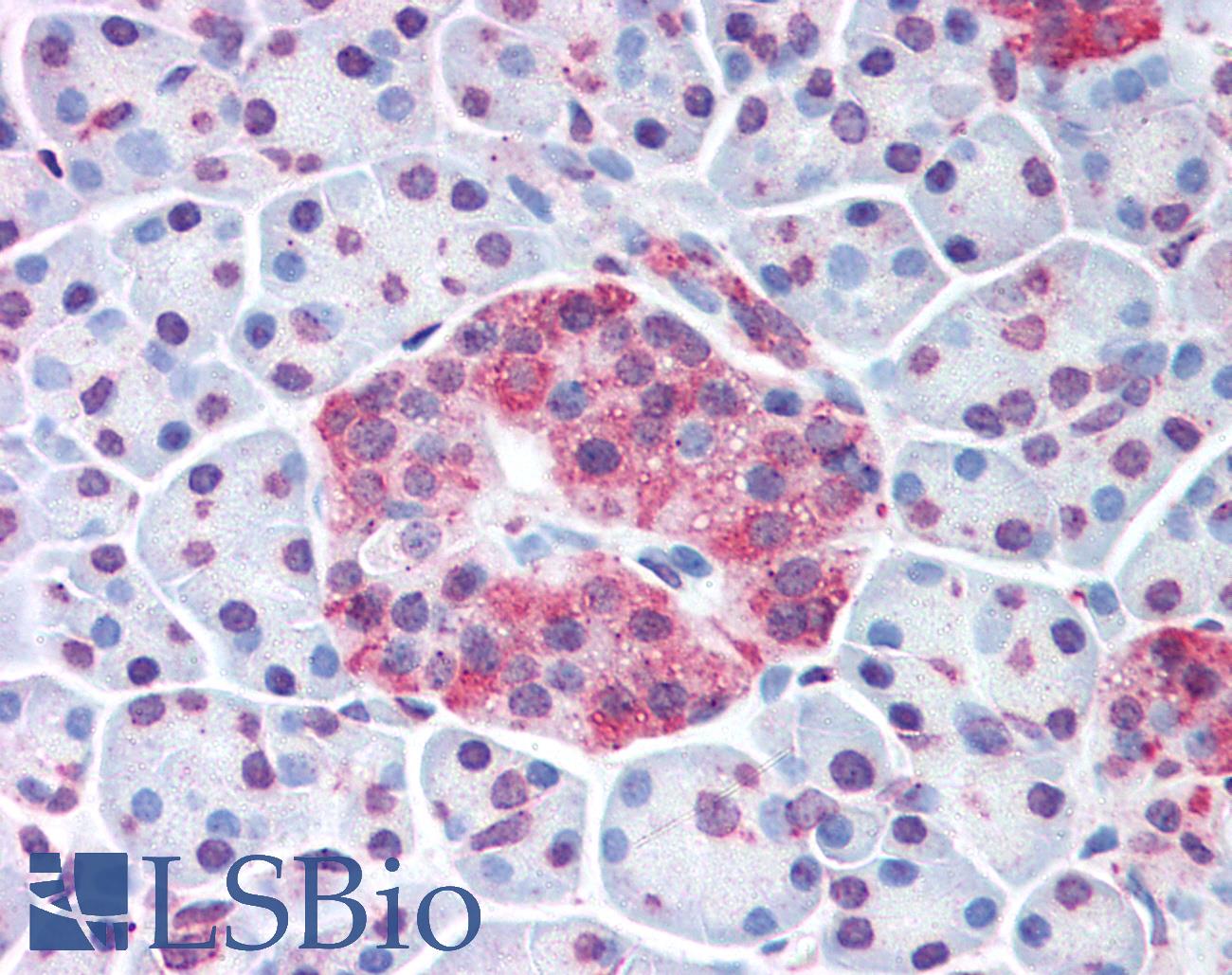 WNT10A Antibody - Anti-WNT10A antibody IHC of human pancreatic islet. Immunohistochemistry of formalin-fixed, paraffin-embedded tissue after heat-induced antigen retrieval.