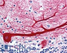 WNT10B Antibody - Anti-WNT10B antibody IHC of human brain, cerebellum. Immunohistochemistry of formalin-fixed, paraffin-embedded tissue after heat-induced antigen retrieval.