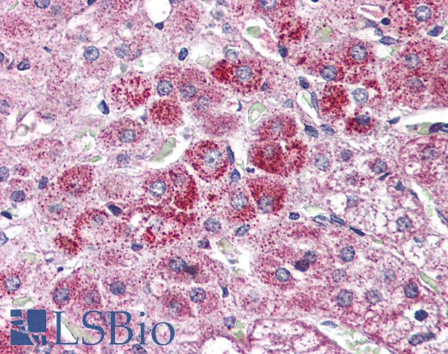 WNT14 / WNT9A Antibody - Anti-WNT9A antibody IHC of human adrenal. Immunohistochemistry of formalin-fixed, paraffin-embedded tissue after heat-induced antigen retrieval.