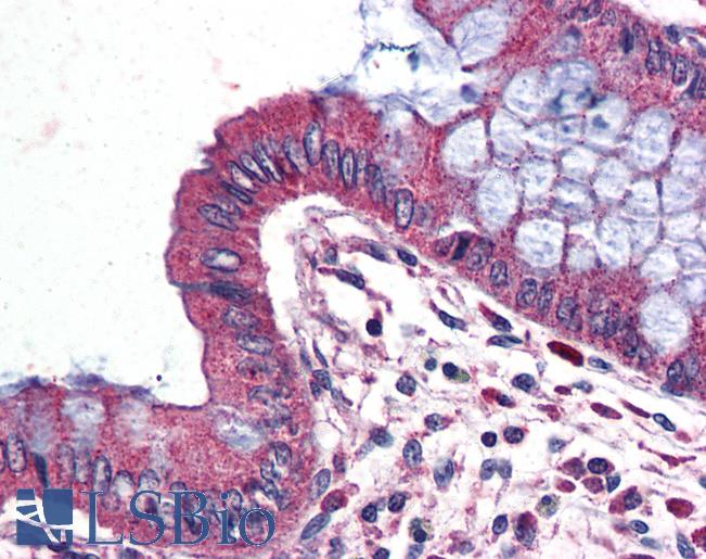 WNT14 / WNT9A Antibody - Anti-WNT9A antibody IHC of human colon. Immunohistochemistry of formalin-fixed, paraffin-embedded tissue after heat-induced antigen retrieval.