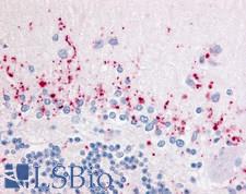 WNT2B Antibody - Anti-WNT2B antibody IHC of human brain, cerebellum. Immunohistochemistry of formalin-fixed, paraffin-embedded tissue after heat-induced antigen retrieval.