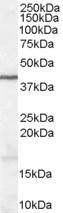 WNT3 Antibody - Antibody (1 ug/ml) staining of Human Brain lysate (35 ug protein in RIPA buffer). Primary incubation was 1 hour. Detected by chemiluminescence.
