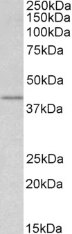 WNT3 Antibody - WNT3 antibody (1µg/ml) staining of lysate of cell line HEK293 (35µg protein in RIPA buffer). Detected by chemiluminescence.