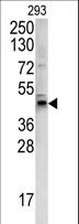 WNT4 Antibody - Western blot of WNT4 antibody in 293 cell line lysates (35 ug/lane). WNT4 (arrow) was detected using the purified antibody.