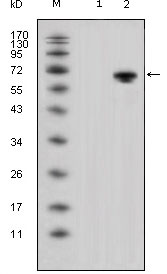 WNT5A Antibody - Western blot using WNT5A mouse monoclonal antibody against HEK293 (1) and WNT5A-hIgGFc transfected HEK293 cell lysate (2).