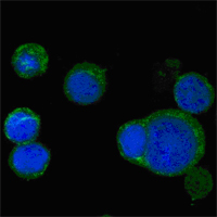 WNT5A Antibody - Confocal immunofluorescence of PC-12 cells using WNT5A mouse monoclonal antibody (green), showing cytoplasmic localization. Blue: DRAQ5 fluorescent DNA dye.