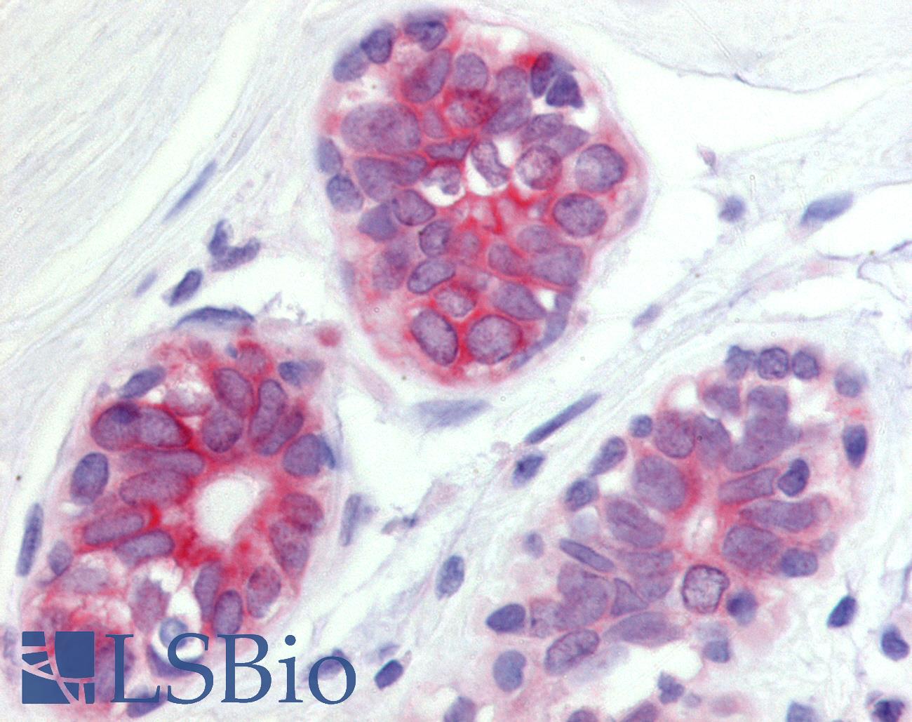 WNT6 Antibody - Anti-WNT6 antibody IHC of human breast, epithelium cells. Immunohistochemistry of formalin-fixed, paraffin-embedded tissue after heat-induced antigen retrieval.