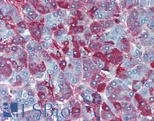 WNT7B Antibody - Human Pancreas: Formalin-Fixed, Paraffin-Embedded (FFPE)