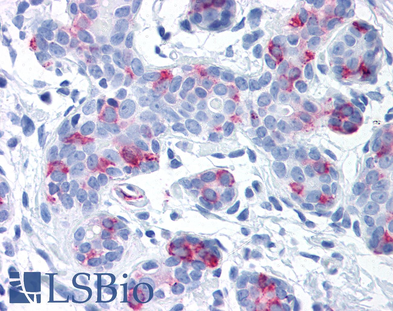 WNT8A Antibody - Anti-WNT8A antibody IHC of human breast. Immunohistochemistry of formalin-fixed, paraffin-embedded tissue after heat-induced antigen retrieval.