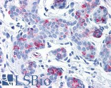 WNT8A Antibody - Anti-WNT8A antibody IHC of human breast. Immunohistochemistry of formalin-fixed, paraffin-embedded tissue after heat-induced antigen retrieval.