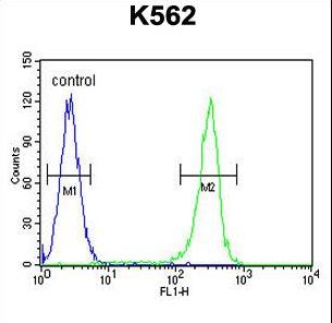 WRN Antibody - WRN Antibody (Center T802) flow cytometry of K562 cells (right histogram) compared to a negative control cell (left histogram). FITC-conjugated goat-anti-rabbit secondary antibodies were used for the analysis.