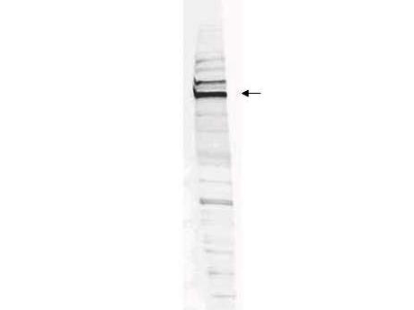 WRNIP1 / WHIP Antibody - Anti-Human WHIP Antibody - Western Blot. Western blot analysis is shown using Affinity Purified anti-Human WHIP antibody to detect Human WHIP present in a HEK293 whole cell lysate. ~30 ug of lysate was loaded per lane for 4-20% gradient SDS-PAGE. Comparison to a molecular weight marker (not shown) indicates a primary band of ~96.0 kD is detected. The identity of the minor band migrating at a slightly higher molecular weight is unknown, but may represent an alternate isoform of WHIP or post translational modification of the WHIP protein. See Figure 2 for the results of peptide competition experiments. The blot was incubated with a 1:200 dilution of the antibody at room temperature for 2 h followed by detection using IRDye 800 labeled Goat-a-Rabbit IgG [H&L] MX10 ( diluted 1:5000 for 45 min. IRDye 800 fluorescence image was captured using the Odyssey Infrared Imaging System developed by LI-COR. IRDye is a trademark of LI-COR, Inc. Other detection systems will yield similar results.