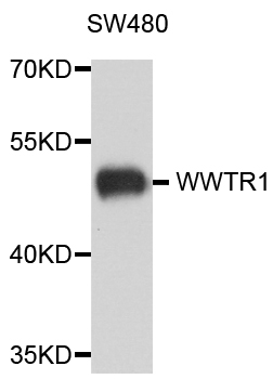 WWTR1 / TAZ Antibody - Western blot blot of extract of various cells, using WWTR1 antibody.