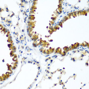WWTR1 / TAZ Antibody - Immunohistochemistry of paraffin-embedded mouse lung using WWTR1 antibody at dilution of 1:200 (40x lens).