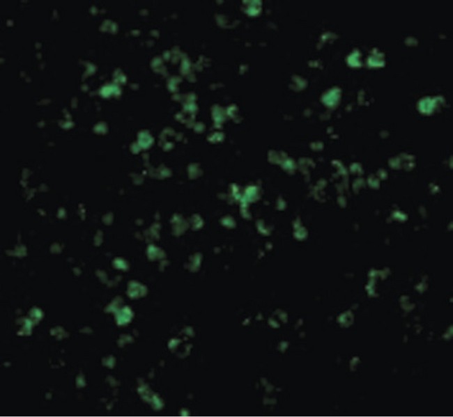 XAF1 Antibody - Immunofluorescence of XAF-1 in Human Spleen cells with XAF-1 antibody at 20 ug/ml.