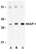 XAF1 Antibody - Western blot of XAF-1 in human spleen lysate with XAF1 Antibody at 0.5 (lane A), 1 (lane B), and 2 (lane C) ug/ml, respectively.