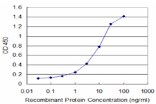XBP1 Antibody - Detection limit for recombinant GST tagged XBP1 is approximately 0.3 ng/ml as a capture antibody.