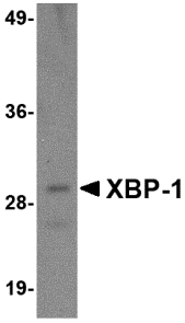 XBP1 Antibody - Western blot of 100 ng of XBP-1 recombinant protein with XBP-1 antibody at 1 ug/ml