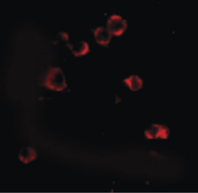 XBP1 Antibody - Immunofluorescence of XBP1 in HepG2 cells with XBP1 antibody at 2 ug/ml.