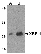 XBP1 Antibody - Western blot of 100 ng of XBP-1 recombinant protein with XBP-1 antibody at 1 ug/ml.