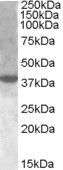 XBP1 Antibody - Western blot analysis of Anti-XBP1 antibody (LS-B2382, 1µg/ml; 35 µg of protein per lane). Lane 1: HeLa cell lysate. Antibody produced band at ~40 kDa 