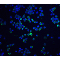 XBP1 Antibody - Immunofluorescence of XBP-1 in HepG2 cells with XBP-1 antibody at 20 µg/ml.Green: XBP-1 Antibody  Blue: DAPI staining