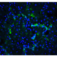 XBP1 Antibody - Immunofluorescence of XBP1 in human liver tissue with XBP1 antibody at 20 µg/ml.Green: XBP-1 Antibody  Blue: DAPI staining