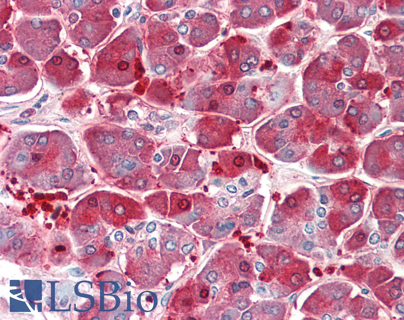 XPNPEP1 / Aminopeptidase P Antibody - Anti-XPNPEP1 / Aminopeptidase P antibody IHC staining of human pancreas. Immunohistochemistry of formalin-fixed, paraffin-embedded tissue after heat-induced antigen retrieval. Antibody concentration 5 ug/ml.