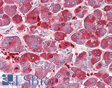 XPNPEP1 / Aminopeptidase P Antibody - Anti-XPNPEP1 / Aminopeptidase P antibody IHC staining of human pancreas. Immunohistochemistry of formalin-fixed, paraffin-embedded tissue after heat-induced antigen retrieval. Antibody concentration 5 ug/ml.