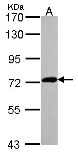 XPNPEP2 Antibody - Sample (30 ug of whole cell lysate). A: Hep G2 . 7.5% SDS PAGE. XPNPEP2 antibody diluted at 1:1000.