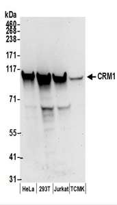 XPO1 / CRM1 Antibody - Detection of Human and Mouse CRM1 by Western Blot. Samples: Whole cell lysate (50 ug) prepared using NETN buffer from HeLa, 293T, Jurkat, and mouse TCMK-1 cells. Antibodies: Affinity purified rabbit anti-CRM1 antibody used for WB at 0.1 ug/ml. Detection: Chemiluminescence with an exposure time of 30 seconds.