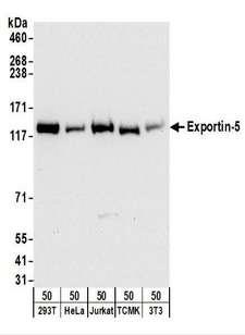 XPO5 / Exportin 5 Antibody - Detection of Human and Mouse Exportin-5 by Western Blot. Samples: Whole cell lysate (50 ug) from 293T, HeLa, Jurkat, mouse TCMK-1, and mouse NIH3T3 cells. Antibodies: Affinity purified rabbit anti-Exportin-5 antibody used for WB at 0.1 ug/ml. Detection: Chemiluminescence with an exposure time of 10 seconds.