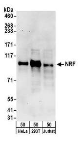 XPO5 / Exportin 5 Antibody - Detection of human NRF by western blot. Samples: Whole cell lysate (50 µg) from HeLa, HEK293T, and Jurkat cells. Antibodies: Affinity purified rabbit anti-NRF antibody used for WB at 0.1 µg/ml. Detection: Chemiluminescence with an exposure time of 30 seconds.