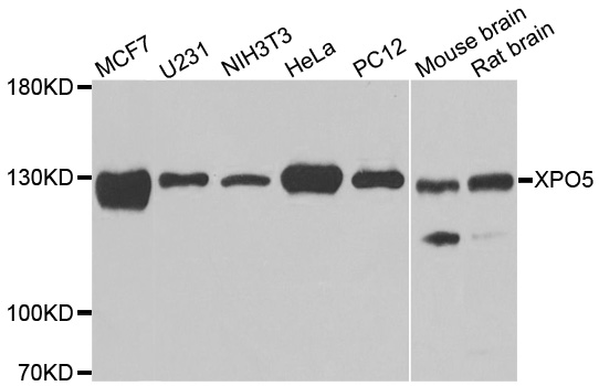 XPO5 / Exportin 5 Antibody - Western blot analysis of extracts of various cell lines, using XPO5 antibody.