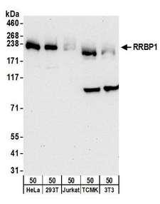 XPOT / Exportin-T Antibody - Detection of human and mouse RRBP1 by western blot. Samples: Whole cell lysate (50 µg) from HeLa, HEK293T, Jurkat, mouse TCMK-1, and mouse NIH 3T3 cells. Antibodies: Affinity purified rabbit anti-RRBP1 antibody used for WB at 0.1 µg/ml. Detection: Chemiluminescence with an exposure time of 30 seconds.