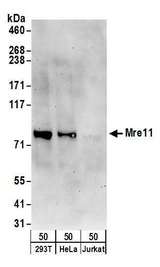XPOT / Exportin-T Antibody - Detection of human Mre11 by western blot. Samples: Whole cell lysate (50 µg) from HEK293T, HeLa, and Jurkat cells. Antibodies: Affinity purified rabbit anti-Mre11 antibody used for WB at 0.1 µg/ml. Detection: Chemiluminescence with an exposure time of 3 minutes.