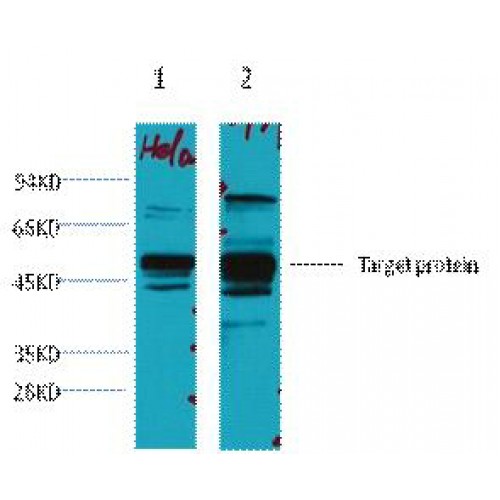 XRCC4 Antibody - Western Blot (WB) analysis of 1) HeLa, 2) 293T, diluted at 1:3000.