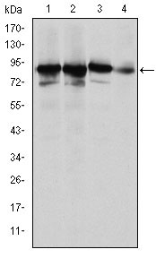 XRCC5 / Ku80 Antibody - Western blot using XRCC5 mouse monoclonal antibody against HeLa (1), MCF-7 (2), A549 (3) and NIH/3T3 (4) cell lysate.