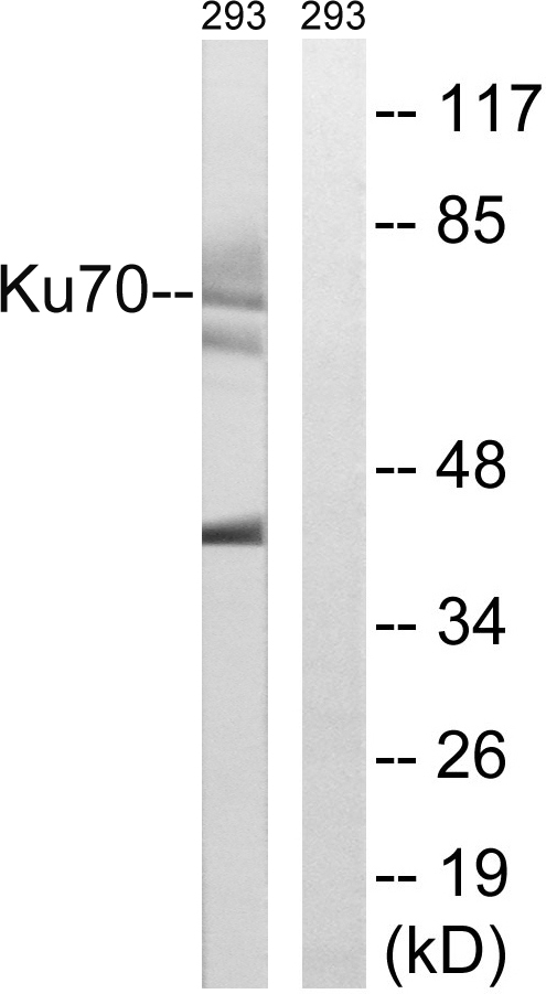 XRCC6 / Ku70 Antibody - Western blot analysis of lysates from 293 cells, using Ku70 Antibody. The lane on the right is blocked with the synthesized peptide.