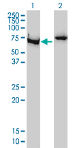 XRCC6 / Ku70 Antibody - Western blot of XRCC6 expression in transfected 293T cell line by G22P1 monoclonal antibody.