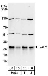 YAF2 Antibody - Detection of Human YAF2 by Western Blot. Samples: Whole cell lysate from HeLa (15 and 50 ug), 293T (T; 50 ug) and Jurkat (J; 50 ug) cells. Antibodies: Affinity purified rabbit anti-YAF2 antibody used for WB at 0.4 ug/ml. Detection: Chemiluminescence with an exposure time of 3 minutes.