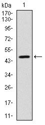 YAP / YAP1 Antibody - Western blot using YAP1 monoclonal antibody against human YAP1 (AA: 250-447) recombinant protein. (Expected MW is 54.4 kDa)